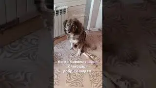 Барни собрали!