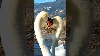Лебеди, головы сердечком. Почему? 