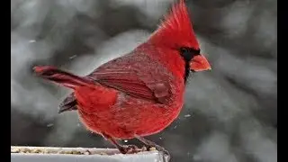 Фильм Для кошек и собак