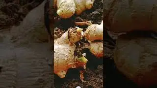 This is how I keep my ginger fresh #viral #ginger #minigarden #preserve