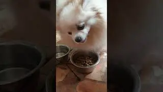Шпиц Габби 🐾 Мысли про еду #shorts #щпицгабби #шпиц