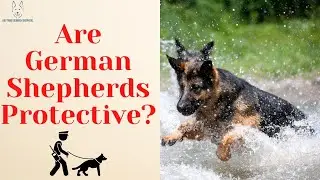 Are German Shepherds Protective? What You Should Know