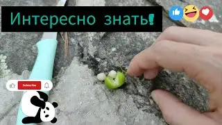 Ягоды Иглицы Колючей/Понтийской