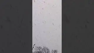 ДИКИЕ ЗВУКИ ПРИРОДЫ.Кто так кричит,кто знает?