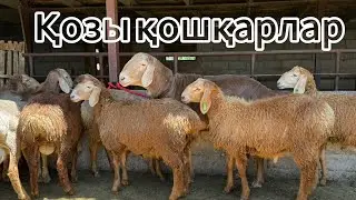 Линия Симба қозы ҚОШҚАРЛАР