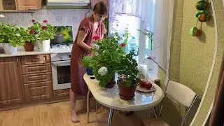 Моя герань дружно цветет. Высотки строятся повсюду.