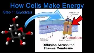 How Cells Make Energy – Step 1: Glycolysis
