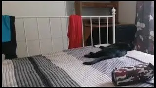 Кот и орущий дед ковбой