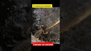 #скорпион #крым