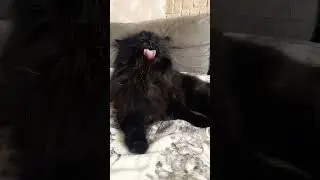 #кисонька #кошки #cat #кошка #миша