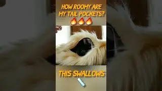 How Big Are My Zipper Tail Pockets?🐾 
