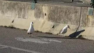 Lesser Black-backed Gulls - Чайка-чарнакрылка