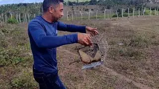 Natureza selvagem 
