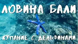 Ловина Бали. Купание с дельфинами. Снорклинг