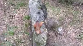 Шишки есть?