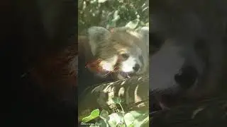 Cute red panda. The Biblical Zoo in Jerusalem,Israel 2024 