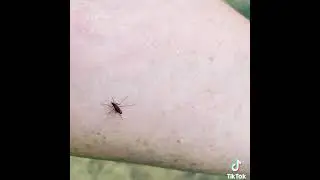Наглость комара!