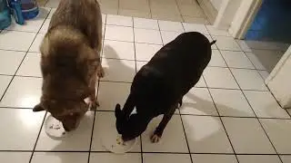 Happy National Dog Day With Sasha And Kino