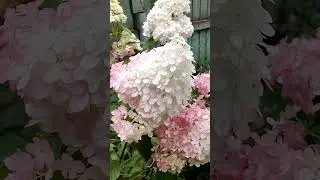 😔 Где цветы? 🤔 Раскрываю секреты цветения гортензии метельчатой! 🌸 Заставьте вашу гортензию ЗАЦВЕСТИ