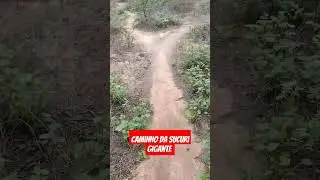 OLHA SÓ, O CAMINHO DA SUCURI GIGANTE