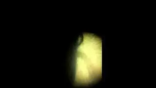 Foldscope Observations #2 - Freshwater Worm