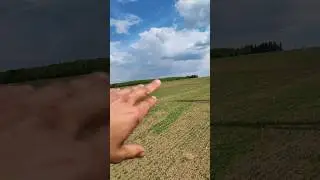 Всходы ОВСА 