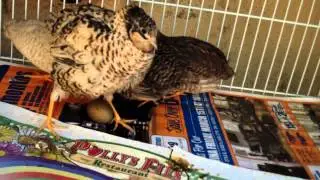 Watch A Button Quail Lay An Egg
