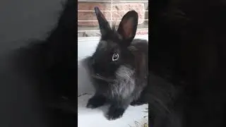 Просмотр кролика Рокки ЦЕЛЫЕ 3 МИНУТЫ! 🕐⌛️⏰️🐇