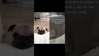 XD