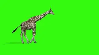Giraffe Walk Green Screen l HD