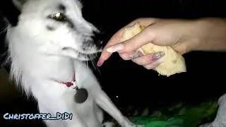 Наглый лис ! /Pet fox / снежный лис Кристофер
