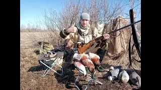 Spring drake hunting season opening 2021 in the Novosibirsk region. Izh-58MA shotgun.