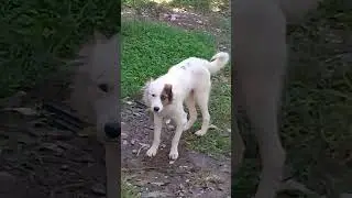 Cute White Stray dog relaxing on the stairs | White Stray dog marks its territory | Birds 