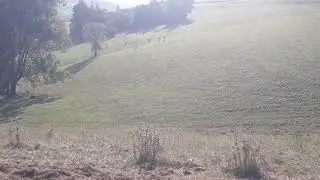 Гусалагири сар шуд.Кори мо дар Германия.