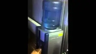 Собака и кулер