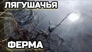 ЛЯГУШАЧЬЯ ФЕРМА! ЛЯГУШКИ МЕЧУТ ИКРУ - ДЕНЬ 1