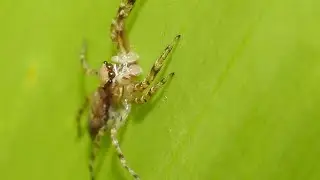 Nikon Coolpix P900 - Macro Photography