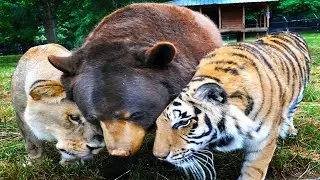 Unbelievable Animals Who Adopted Other Animals