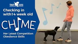 New Competition Obedience Skills for 14 week old Chime   HD 1080p