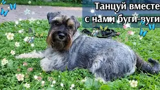 веселое настроение и цвергшнауцер🦋🥰