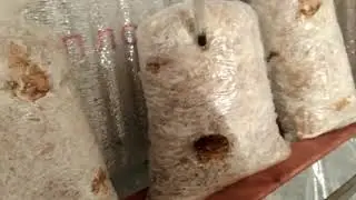 Выращивание вешенки 26 день после засева.