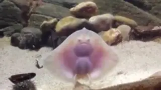 Самый милый новорожденный Скат