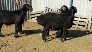 Гиссарские бараны