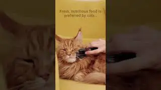 things cats love the most part 1 #SHORT