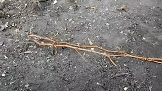 HOW I COVER TRANSFORMATION GRAPES FOR THE WINTER