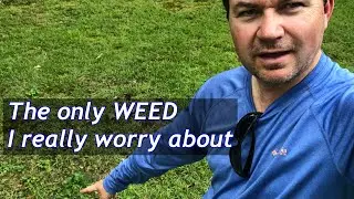 WORST WEED you can have?