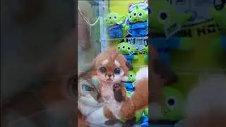 Интересные новости! Симпатичные Зверюшки в Реальной Жизни! 🎨🐾 #short #shorts