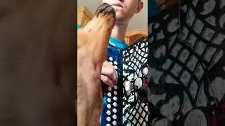 Рвем душу под гармонь с 🐕 