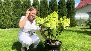 Какие сорта метельчатых гортензий зацветают первыми. 7 июля 2024 год.