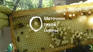 15 лет семья пчел не роится и сама меняет маток